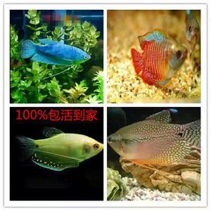 黃曼龍魚能和什么混養(yǎng)：黃曼龍魚可以和多種熱帶觀賞魚混養(yǎng)，黃曼龍魚混養(yǎng)指南