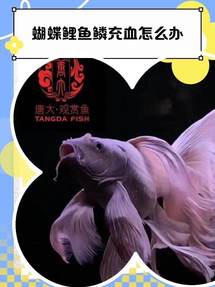蝴蝶鯉鱗片充血會(huì)自愈嗎？