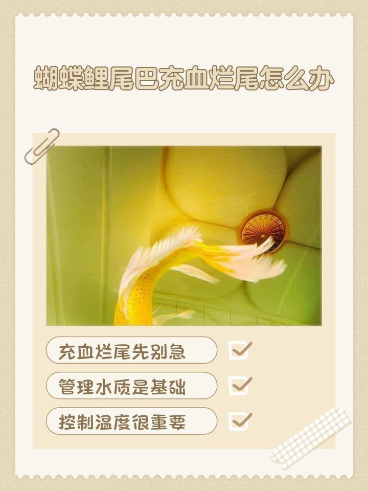 蝴蝶鯉鱗片充血會(huì)自愈嗎？