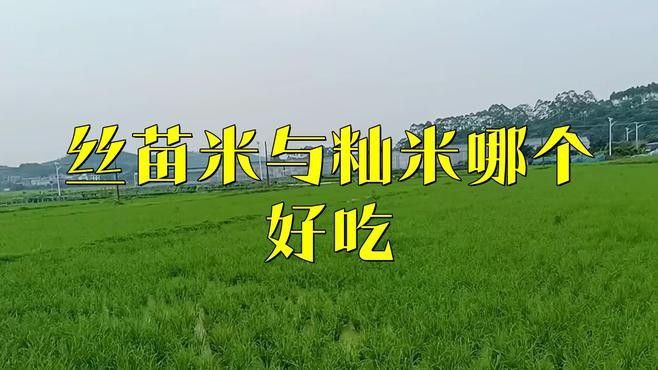 金龍魚江南絲苗米秈米