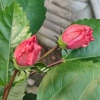 芥子錦鯉為什么膽子大