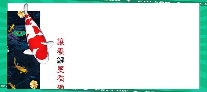 芥子錦鯉為什么膽子大