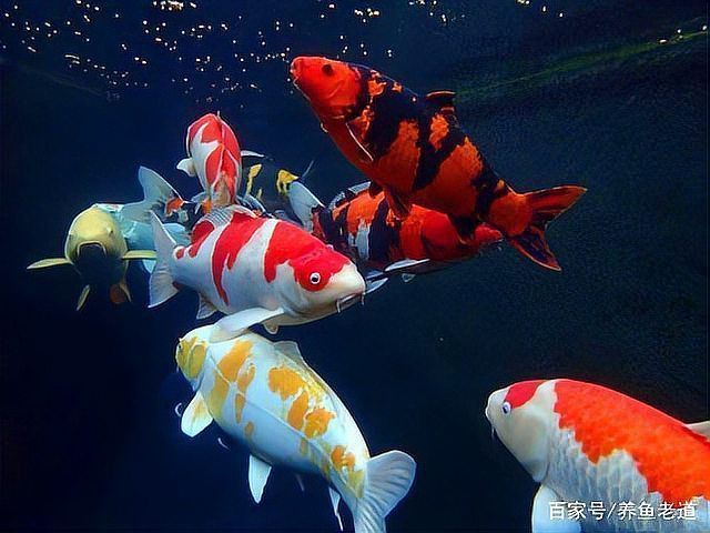 金龍魚晚上關燈就撞缸