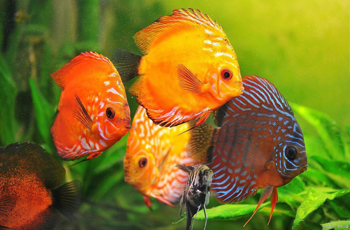 金龍魚晚上關燈就撞缸