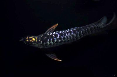 黑底養的金龍魚能吃嗎：黑底養的金龍魚能吃嗎黑底養的金龍魚能吃嗎