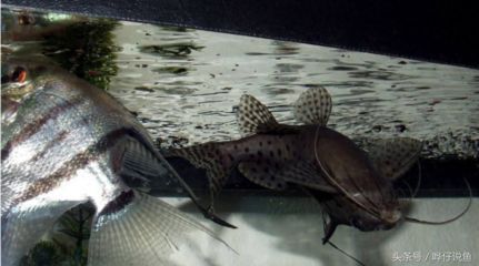龍魚害怕人靠近：龍魚害怕人靠近可能由多種因素造成