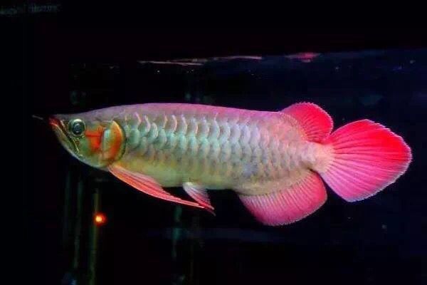 龍魚害怕人靠近：龍魚害怕人靠近可能由多種因素造成