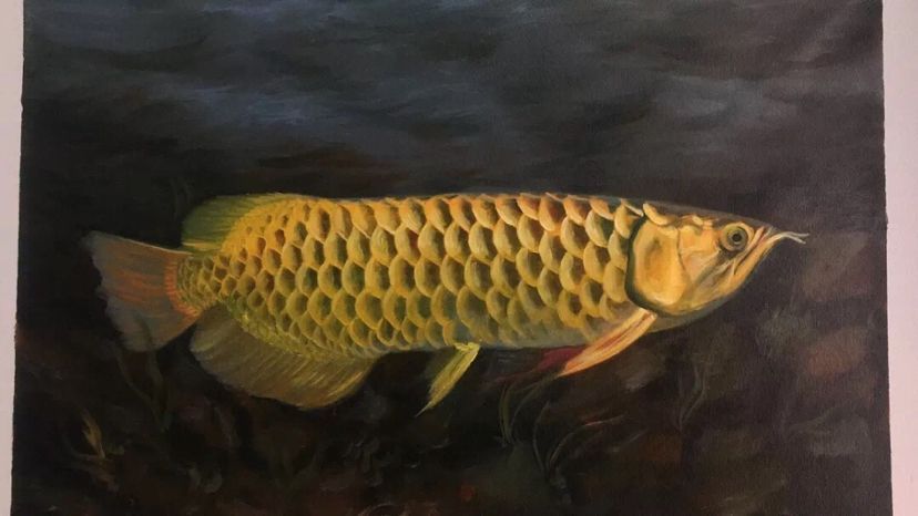 龍魚害怕人靠近：龍魚害怕人靠近可能由多種因素造成