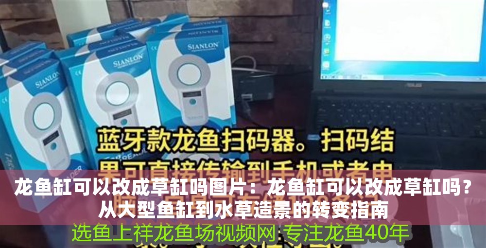 龍魚缸可以改成草缸嗎圖片：龍魚缸可以改成草缸嗎？從大型魚缸到水草造景的轉變指南
