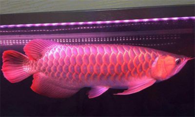 龍魚一般多少錢一條啊：龍魚品種價格排行：錦鯉樓蘭2000萬,血紅龍魚10000萬元以上