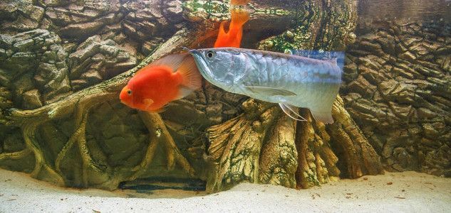 龍魚換背景的反應：龍魚在換背景時可能會表現出一定的不適應性，這種反應是正常的
