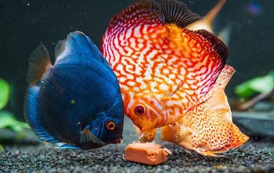龍魚換背景的反應：龍魚在換背景時可能會表現出一定的不適應性，這種反應是正常的