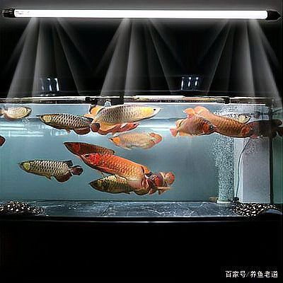 養古典龍魚需要多大的過濾系統？
