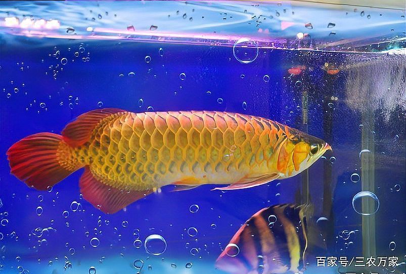 世界上最貴的紅龍魚是那一條