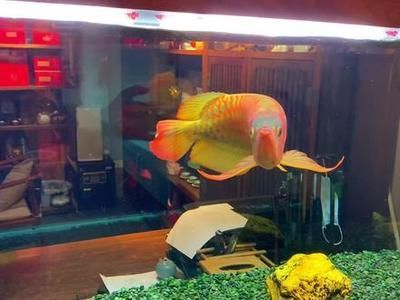 龍魚燈怎么擺放：龍魚燈的擺放建議