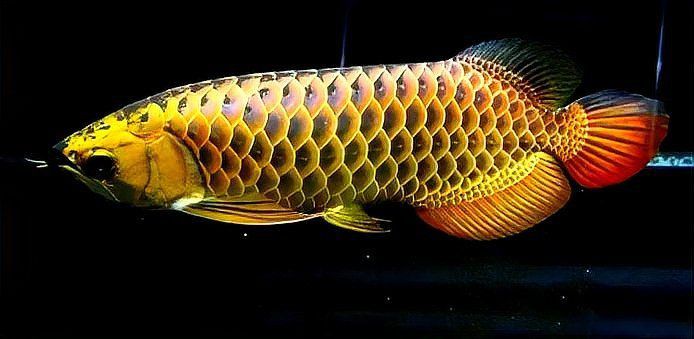 龍魚的特點描寫