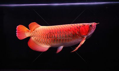 紅龍魚好不好養(yǎng)，紅龍魚的飼養(yǎng)技術(shù)