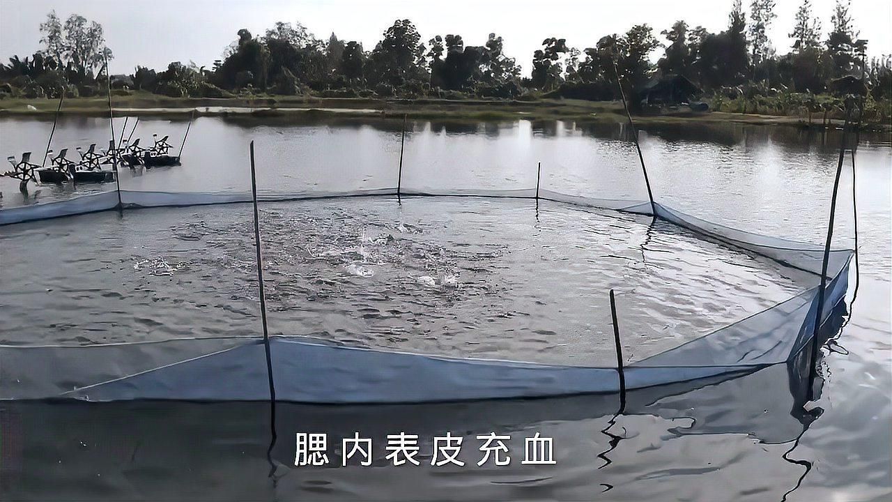 如何預防魚鰓再次爛洞？