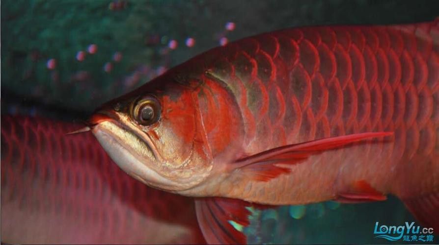 和紅龍魚混養的高端魚有哪些品種圖片