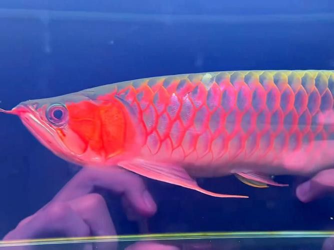 和紅龍魚混養的高端魚有哪些品種圖片