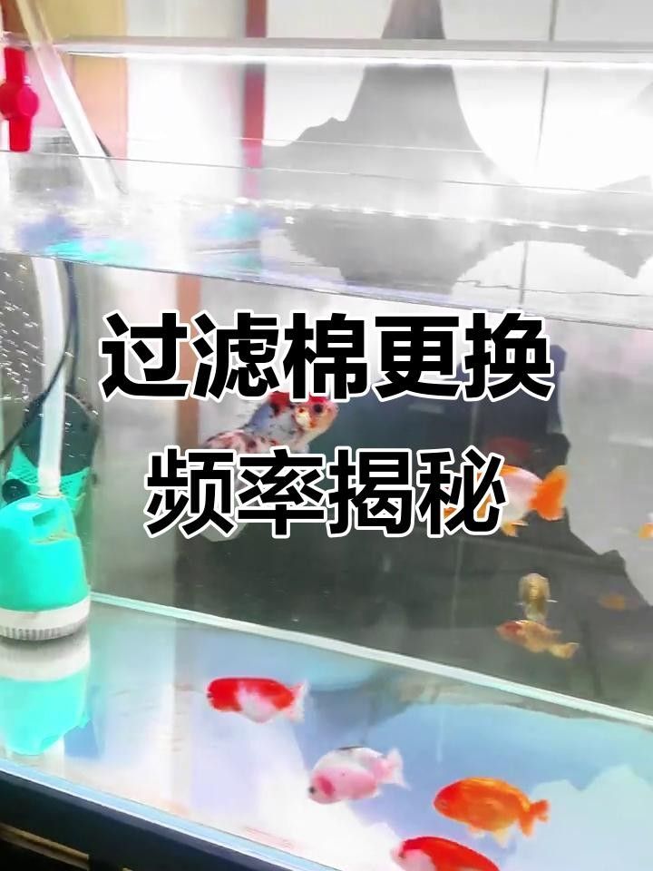 龍魚缸過濾棉多久換一次合適？