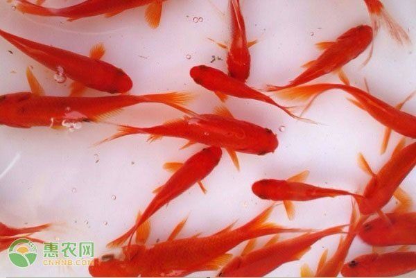 耐寒的觀賞魚