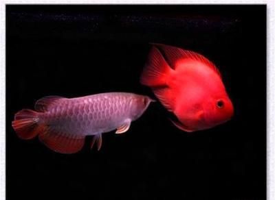 龍魚和鸚鵡魚長得快一天喂三遍可以嗎：龍魚和鸚鵡魚長得快一天喂三遍可以嗎，一天喂三遍可以嗎