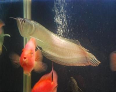 龍魚和鸚鵡魚長得快一天喂三遍可以嗎：龍魚和鸚鵡魚長得快一天喂三遍可以嗎，一天喂三遍可以嗎