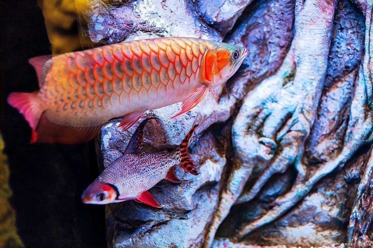 小紅龍是什么顏色