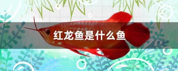 紅龍魚夏季飲食調整方案：夏季飼養紅龍魚需要注意水溫的控制和飲食的調整