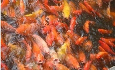 紅龍魚夏季飲食調整方案：夏季飼養紅龍魚需要注意水溫的控制和飲食的調整