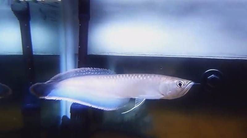 有黑色龍魚嗎視頻大全