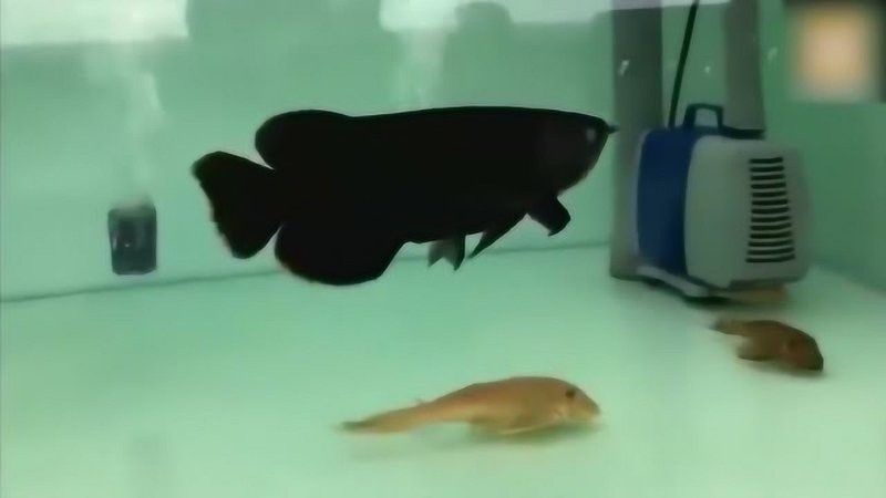 有黑色龍魚嗎視頻大全