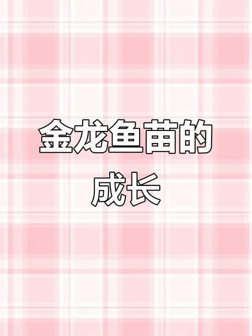金龍魚魚苗圖片大全