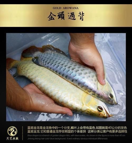金龍魚魚苗圖片大全