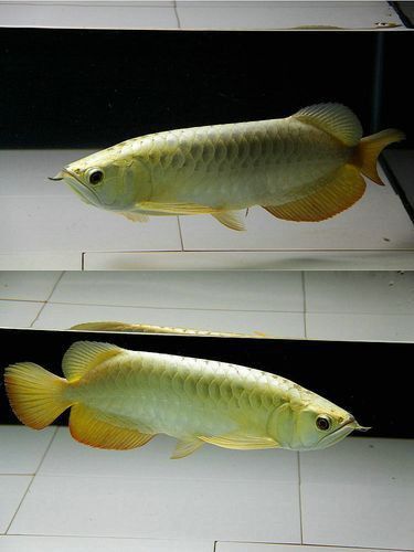 金龍魚魚苗圖片大全