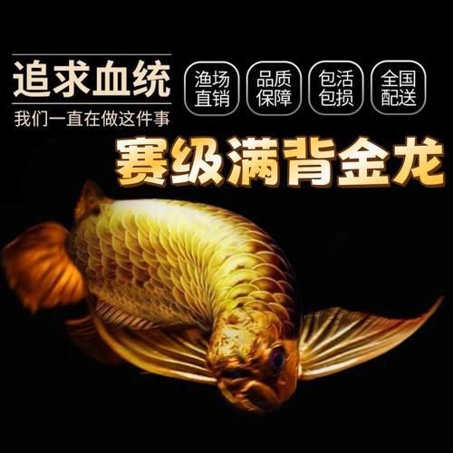 金龍魚魚苗圖片大全