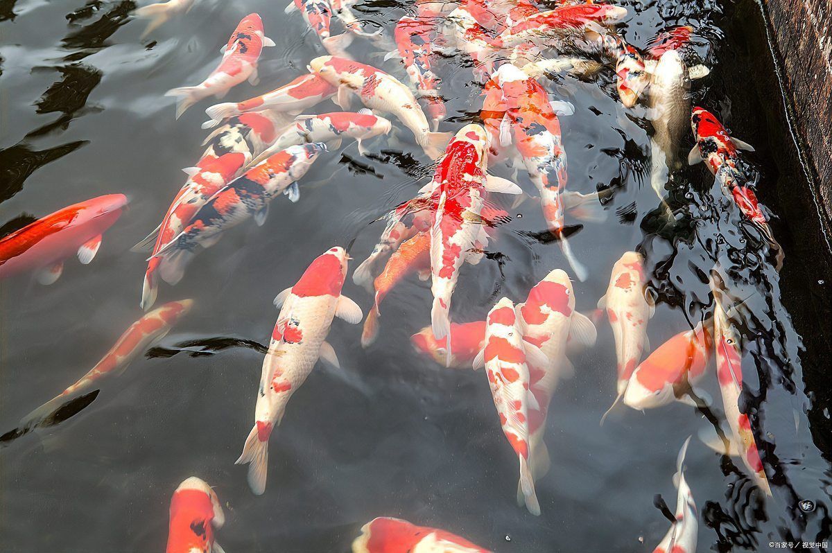 錦鯉丹三是什么意思