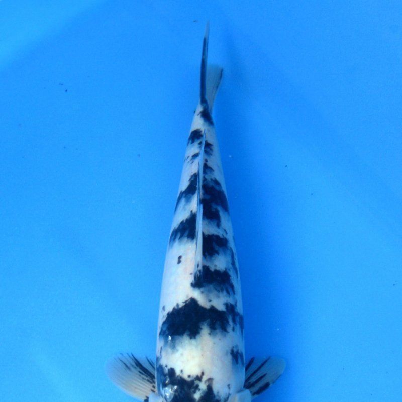 錦鯉丹三是什么意思