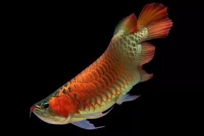 16000k燈適合龍魚嗎：16000k燈適合龍魚用什么牌子的燈光對龍魚的影響