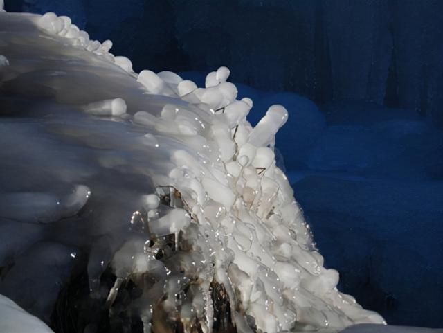 人工雪龍魚（人工養(yǎng)殖雪龍魚的方法）