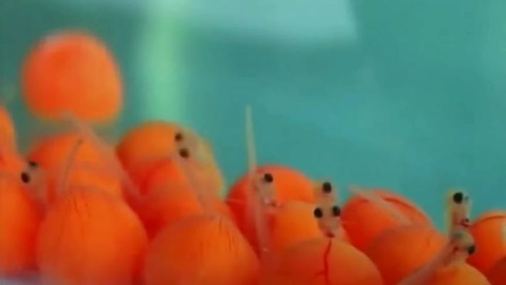 金龍魚幼崽是從嘴里出來的嗎（金龍魚幼崽是從雄魚的嘴里吐出來的嗎？）