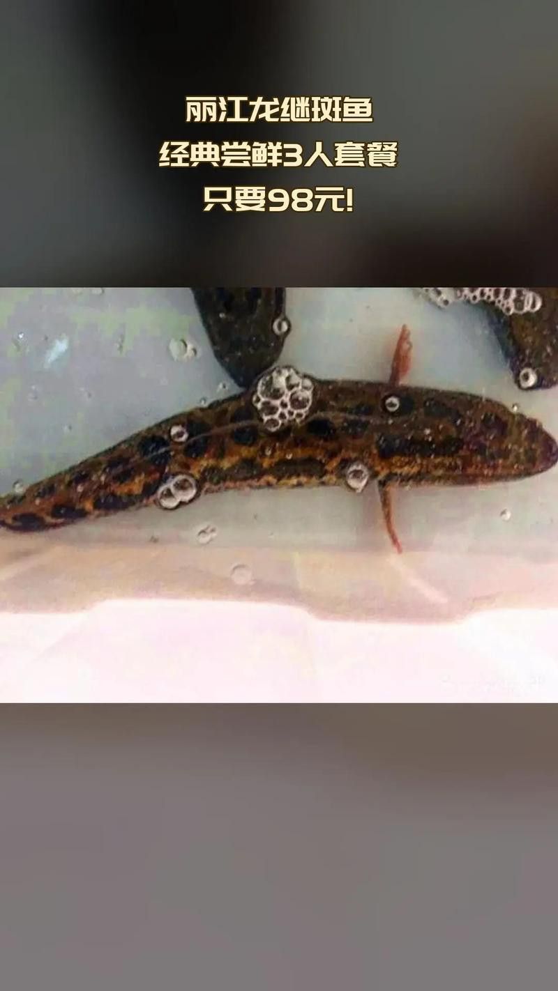 斑尾龍魚圖片高清圖