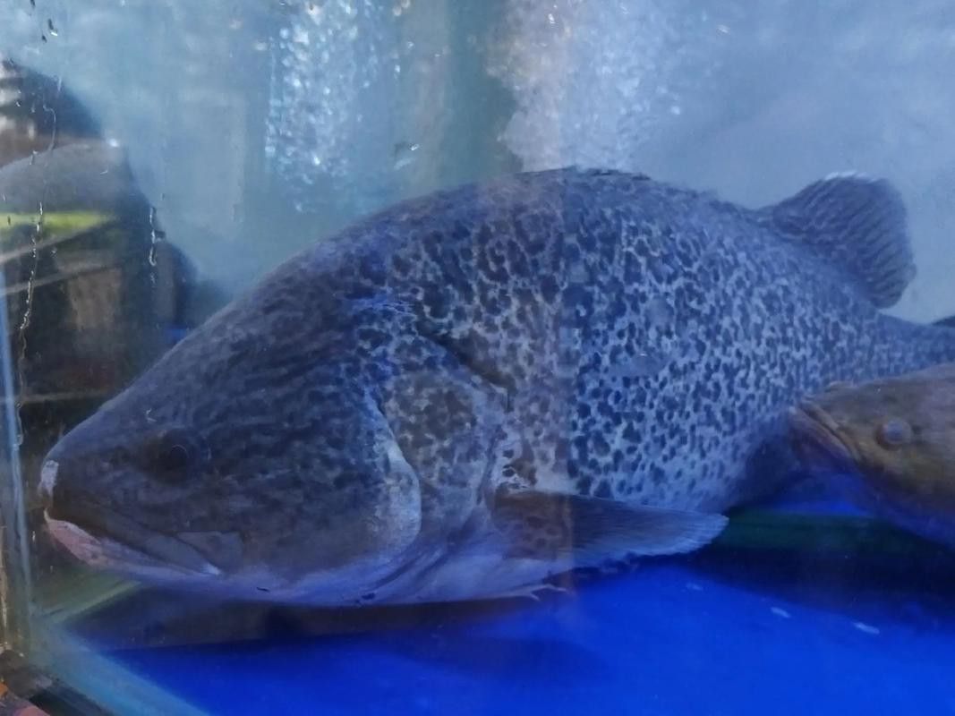 斑尾龍魚圖片高清圖