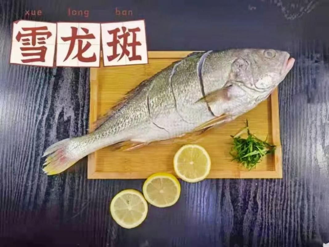 斑尾龍魚圖片高清圖