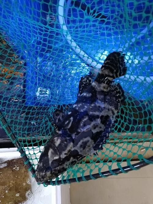 斑尾龍魚圖片高清圖