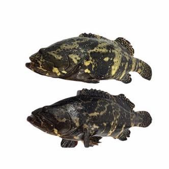 斑尾龍魚圖片高清圖