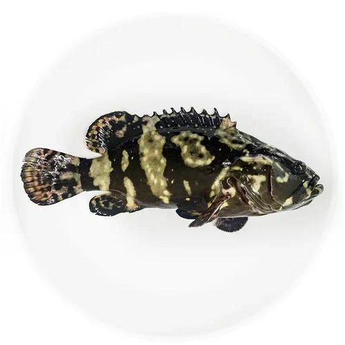 斑尾龍魚圖片高清圖