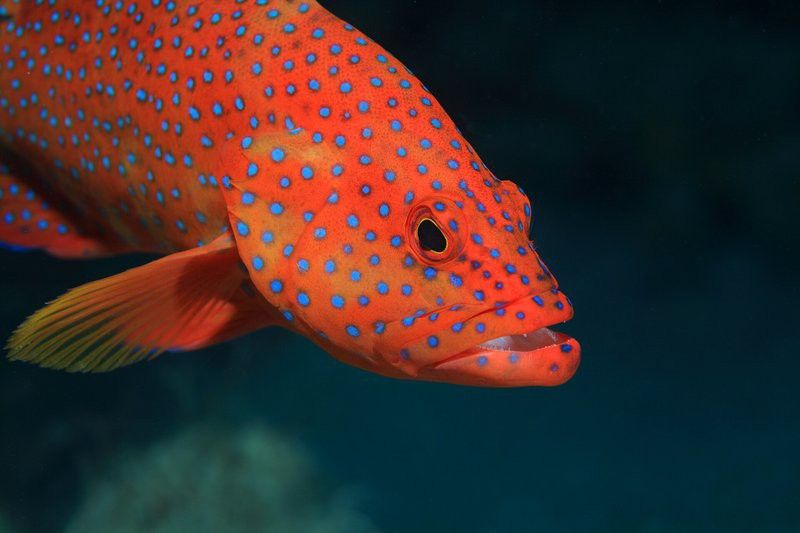 斑尾龍魚圖片高清圖
