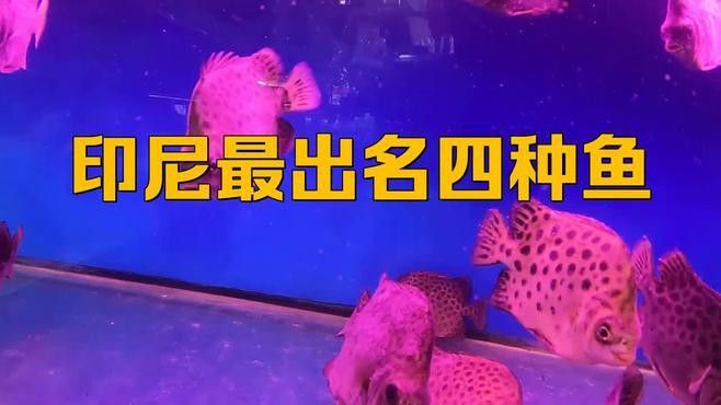 印尼西加里曼丹漁場(chǎng)有哪些知名品種？